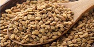 Fenugreek