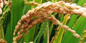 1121 White Sella Rice