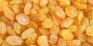 Golden Raisins