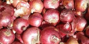 Fresh Red Onion