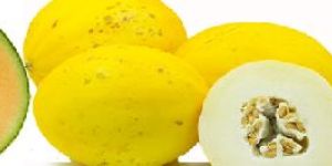Muskmelon