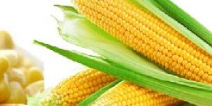 Yellow Maize