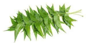 Neem Leaves