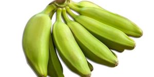 Plantain