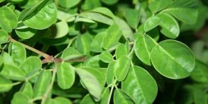 Moringa Dry Leaf