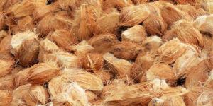 Semi/Fully Husked Coconut