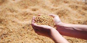Soybean Seeds