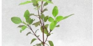 Tulsi Plant
