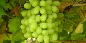 Thompson Seedless