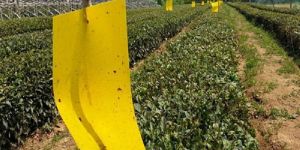 FLY TRAPS PAPER STICKERS