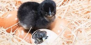 Kadaknath Poultry Chicks