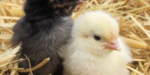 Sahyadri Poultry Chicks