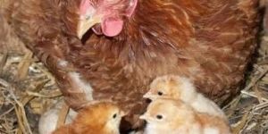 Nati Poultry Chicks