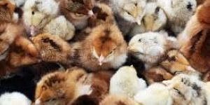 Female Poultry Chicks