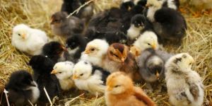 Male Poultry Chicks