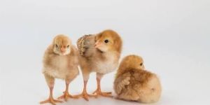 Rhode Island Poultry Chicks
