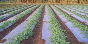 Mulching Paper