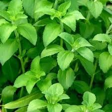 Stevia Leaves