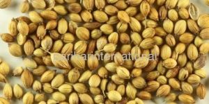 Coriander Seeds