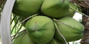 Tender Coconut