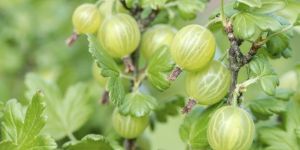 Frozen Gooseberry