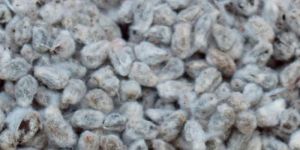 Cotton Seeds