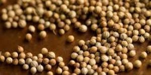 Coriander Seeds