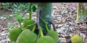 Jackfruit Plant