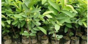 L49 Guava Plant