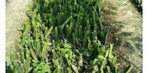 Red Dragon Fruit Plant