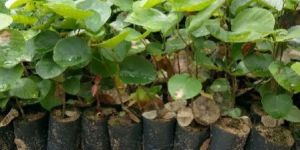 Red Sandalwood Plant