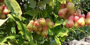 Red Water Apple Plant