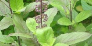 Basil Oil (Holy Basil)