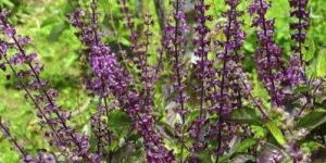 Basil Oil (Ocimum Sanctum)