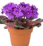 African Violet Plant