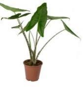 Alocasia Plant