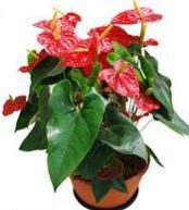Anthurium Plant