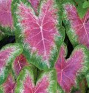 Caladium Plant