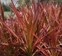 Dracena Colorama Plant