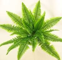Ferns Plant