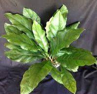 Foliage Anthurium Plant