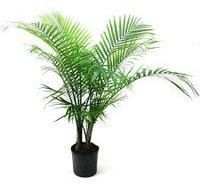 Palm Plant