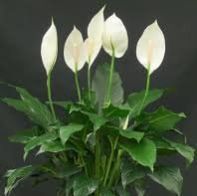 Spathiphyllum Plant