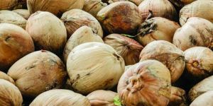 Brown Dried Whole Coconut