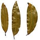 Bay Leaf