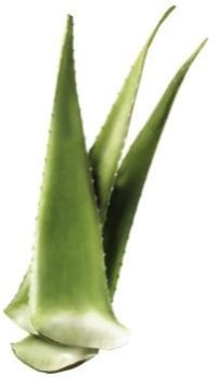 Aloe Vera Leaves