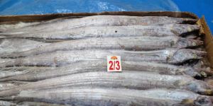 FROZEN RIBBON FISH WHOLE GARDE B