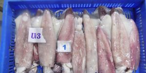 Frozen Squid Whole
