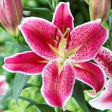 Fresh Lilies