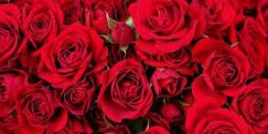 Fresh Red Roses